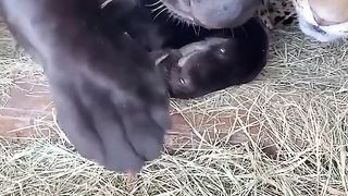 Animais lindos brincando