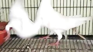 Danish pigeon beautiful breeder pair