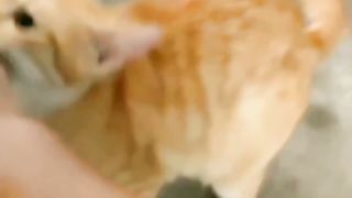 Lindos animais se divertindo