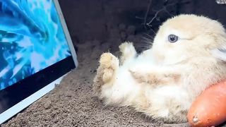 Coelho assistindo TV