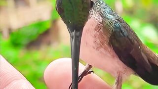 Hummingbird drinking water. part - 2 _hummingbird _shorts(720P_HD).