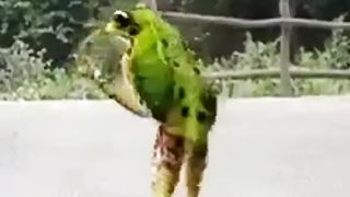 DANCE OF THE FROG.