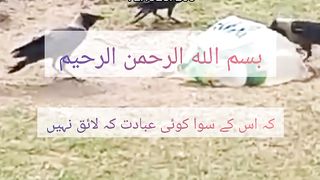 Surah baqrah verses urdu translation