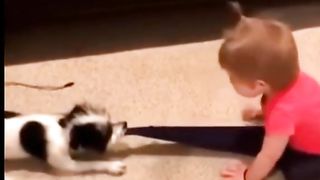 Baby cat video funny
