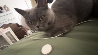 小猫咪