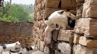 Animais lindos d+