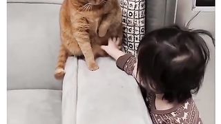 Funny Cat Viral Video 38