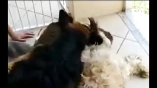 Cão tem crise de choro ao pensar que seu amigo tinha morrido