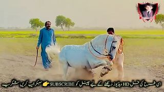 #foryou #foryoupage #fyp #Ahmad#horsepower#trending #9#fyp