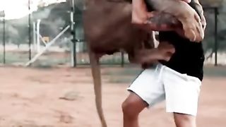 Animais em agradecimento