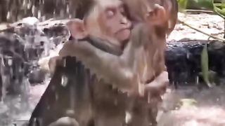 Animais bacanas