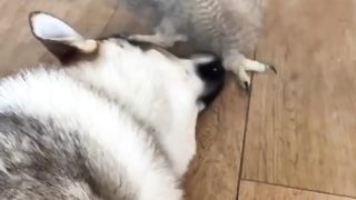 Animais incríveis e suas peripécias