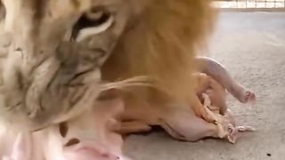 Big Lion Likes Chicken to Eat _ Nouman Hassan _.