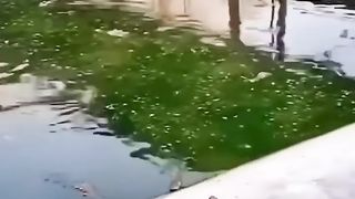 Excavator versus alligator.