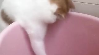 LOL_ Супер смешные видео с милыми котиками. Лучшие моменты с  ????????????????