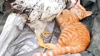 Cat and hen