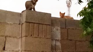 Funny tabby and orange cats sitting on the wall