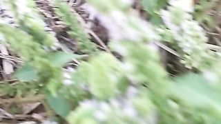 Animal's lover 337