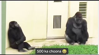 Funny Monkey Viral Video 60
