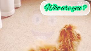 Funny dog finding someone in a mirror @Funtime 24