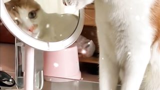 Lovely pets @Funtime24