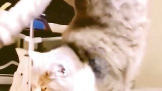 Love your pets