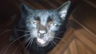 UNUSUAL MEMES COMPILATION 17