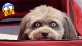 You Laugh, You Lose: Pet Memes That Will Make Your Day 2