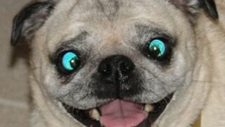 BeatBox chien