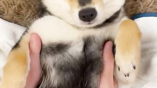 mayu ASMR