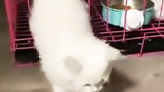 A cat that easily slips out of the fence
