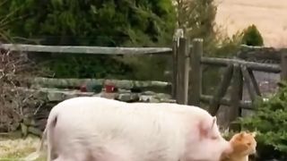 A cat liked by a pig