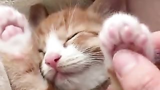 sleeping cat paws