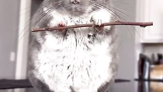 small animal with a stick