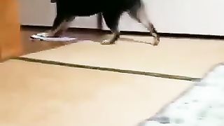 dog wiping the floor