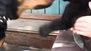 Muito legal e interessante essa amizade e interação da Pantera Luna e o Cão Rottweiler