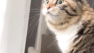 Video funny cat 63