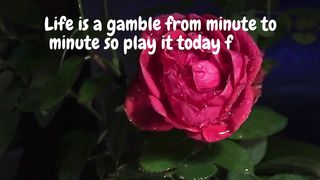Quotes of the day #26