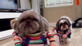Os cachorrinhos são criaturas tão adoráveis