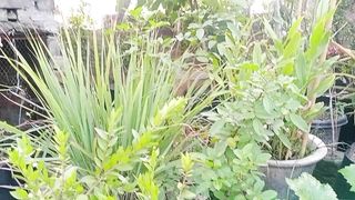 اپ بھی کہیں دھوکے میں تو نہیں سپرے کرنا بھی لازم ہے
