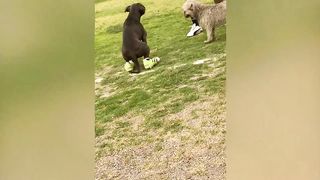 Try not to laugh: LEVEL EXTREME