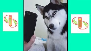 Funny animals I