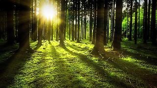 Calm forest weather