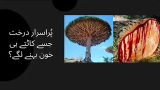 The mysterious tree that bleeds when cut.