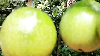 Passion fruit 2