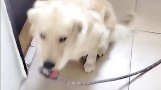 Funny Dog Viral Video 30