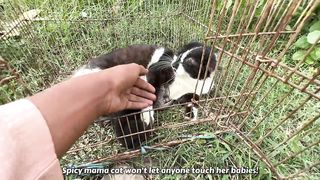 This mother cat doesn't let us to touch her poor kittens because she already lost her kittens!