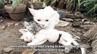 Worried Mother Cat trying to wake up her kitten but the poor kitten didn't respond