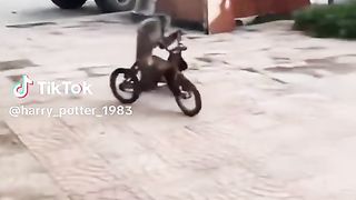 Un singe bien dressé