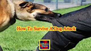 What's the best way to survive a dog attack?